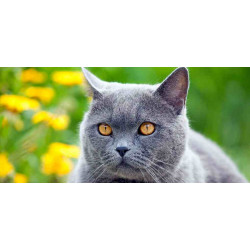 Принт прямоугольный, серия Животные, 018