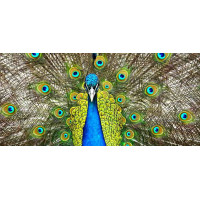 Rectangular print, Animal series, 041