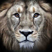 Square print, Animal series, 052
