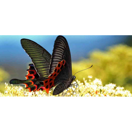 Принт "Бабочка Papilio hoppo" прямоугольный, серия Животные, 053