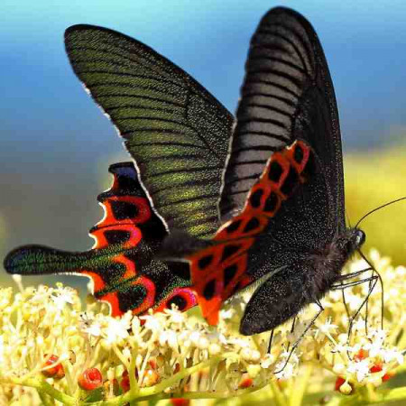 Принт "Парусник Papilio hoppo" квадратний, серія Тварини, 053