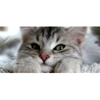 Rectangular print, Animal series, 064