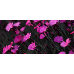 Rectangular print, Flowers series, 002