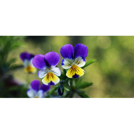 Electric Heater with a floral image, Flowers series, 048