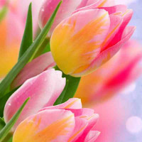 Square print, Flowers series, 057