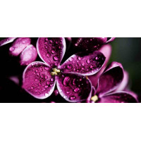 Rectangular print, Flowers series, 071